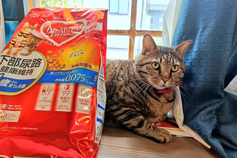 保護猫支援山梨